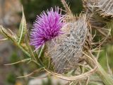 Cirsium eriophorum. Соцветие. Черногория, нац. парк Дурмитор, пояс зарослей Pinus mugo, луговина на обочине дороги. 15.10.2014.