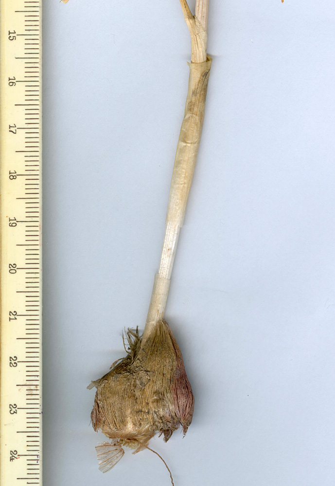 Image of Allium filidens ssp. ugami specimen.