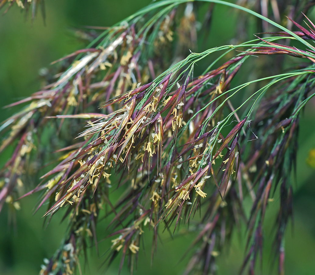 Изображение особи Phragmites australis.