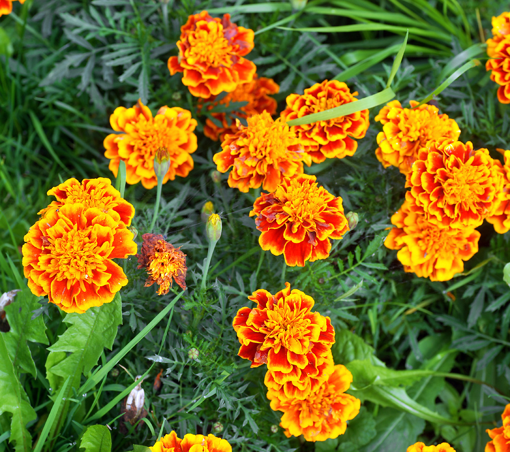 Изображение особи Tagetes patula.