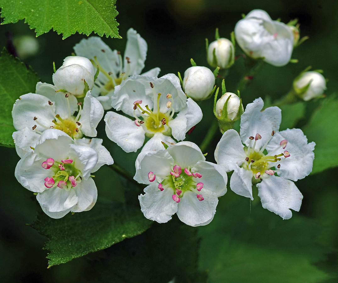 Изображение особи род Crataegus.