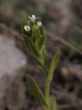 Arabis borealis