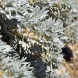 Astragalus arnacantha