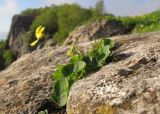 Viola caucasica