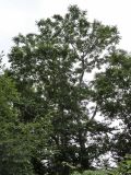 Fraxinus mandshurica