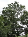 Fraxinus mandshurica. Взрослое дерево. Курильские о-ва, Кунашир, окр. дачного пос. Третьяково. 18 июля 2015 г.