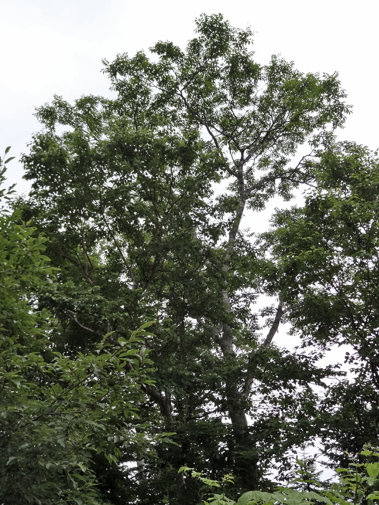 Image of Fraxinus mandshurica specimen.