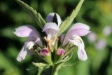 Stachyopsis oblongata. Часть соцветия. Узбекистан, Ташкентская обл., зап. отроги Чаткальского хр., верховье Бельдерсая в окр. метеостанции. 11.07.2015.