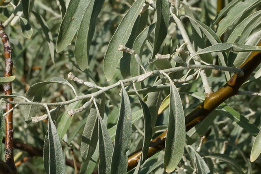 Image of Elaeagnus oxycarpa specimen.