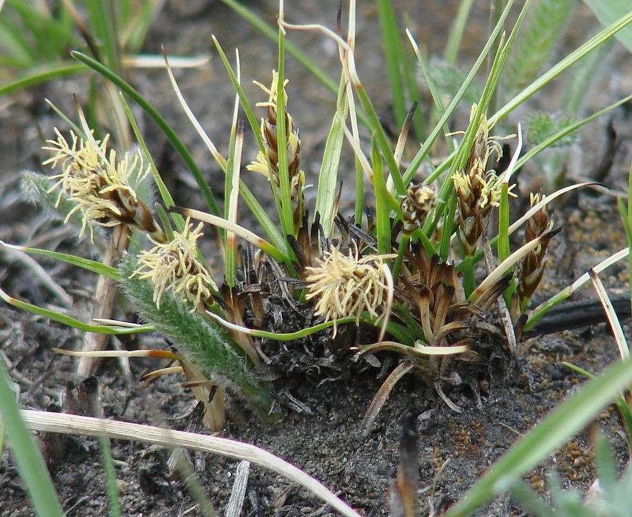 Изображение особи Carex duriuscula.