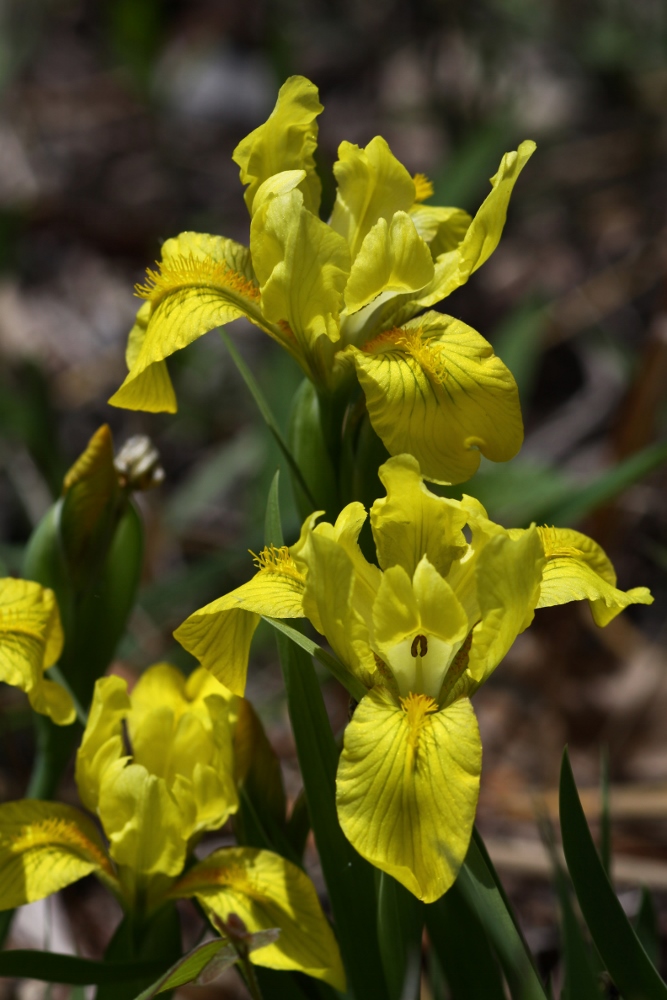 Image of Iris humilis specimen.