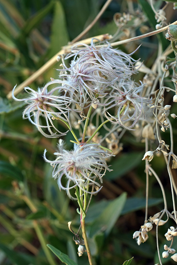 Image of Clematis songorica specimen.