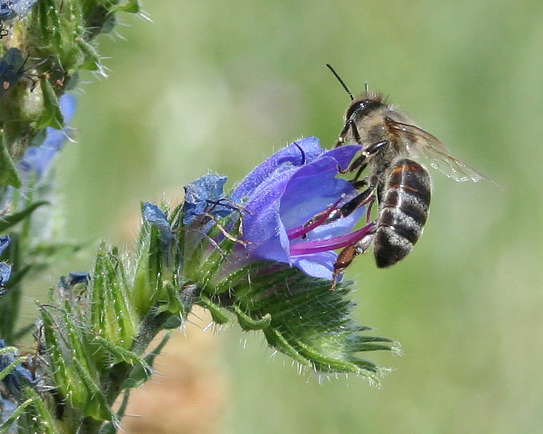 Image of Echium vulgare specimen.