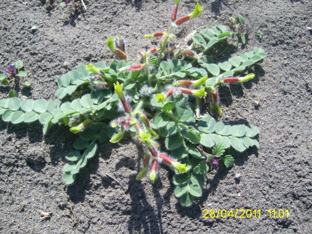 Image of Astragalus fabaceus specimen.