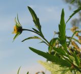 Bidens tripartita