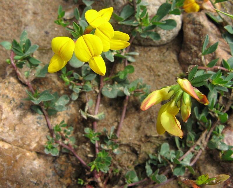 Image of Lotus ruprechtii specimen.