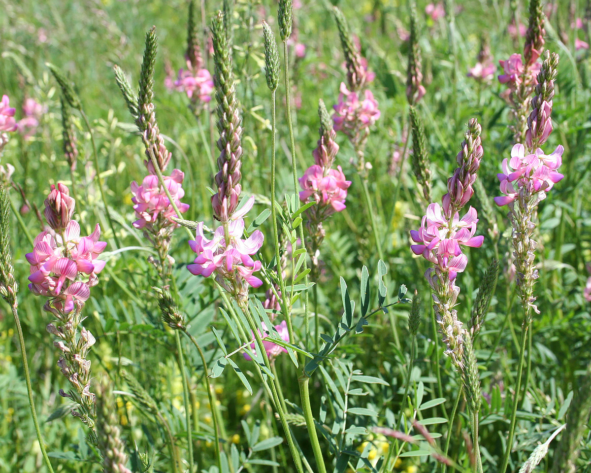 Image of Onobrychis viciifolia specimen.