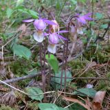 Calypso bulbosa. Цветущие растения в таёжном лесу. Свердловская обл., окр. г. Североуральск. 06.06.2008.