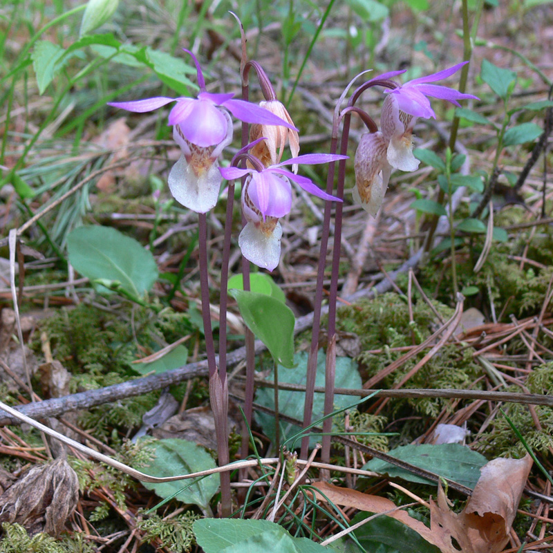 Изображение особи Calypso bulbosa.