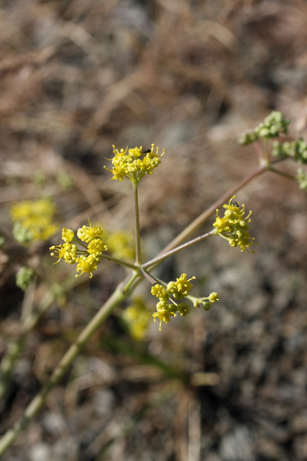 Image of Ferula karataviensis specimen.