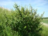 Cotoneaster melanocarpus. Цветущее и плодоносящее растение. Ульяновская обл., Карсунский р-н, окр. с. Малая Кандарать, склон к р. Кандаратка, мергелисто-меловые выходы. 13 июня 2015 г.