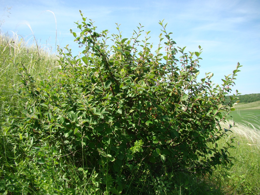 Image of Cotoneaster melanocarpus specimen.