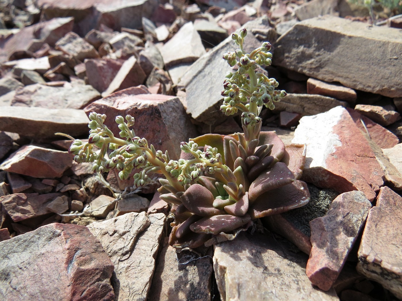 Image of Rosularia glabra specimen.