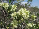 Atraphaxis pyrifolia. Ветвь цветущего растения. Южный Казахстан, отроги Сырдарьинского Каратау, вост. отроги гор Улькунбурултау на левом берегу р. Асса. 7 апреля 2016 г.