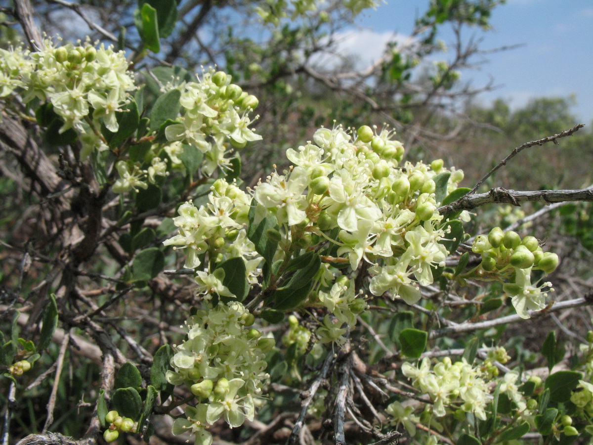 Image of Atraphaxis pyrifolia specimen.