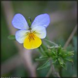 Viola tricolor подвид alpestris. Цветок. Чешская республика, Южная Моравия, национальный природный резерват Děvín-Kotel-Soutěska, 02.05.2008.