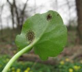 Ficaria calthifolia. Лист, поражённый ржавчинным грибом (вид снизу). Краснодарский край, Абинский р-н, окр. пос. Ахтырский, лес. 24.03.2016.