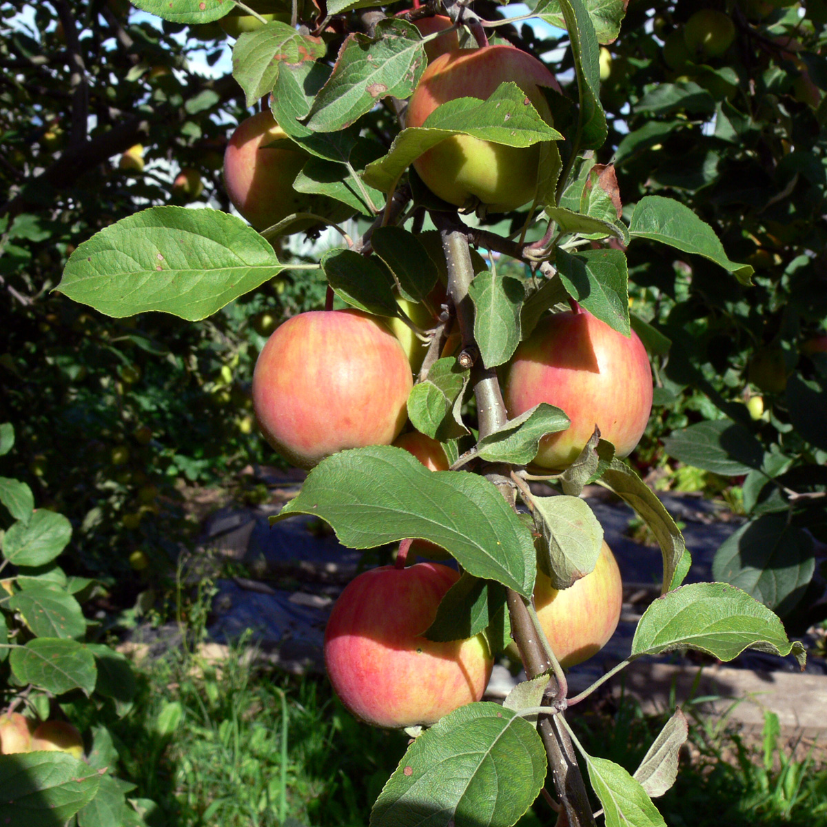 Изображение особи Malus domestica.