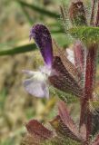 Salvia viridis. Цветок. Крым, окр. Балаклавы, открытый участок в высокоможжевеловом редколесье. 30 апреля 2016 г.