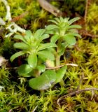 Asperula setosa