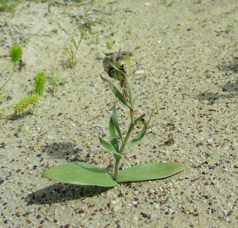 Image of Rhinopetalum karelinii specimen.