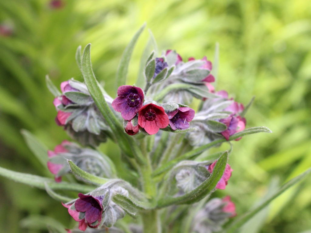 Image of Cynoglossum officinale specimen.