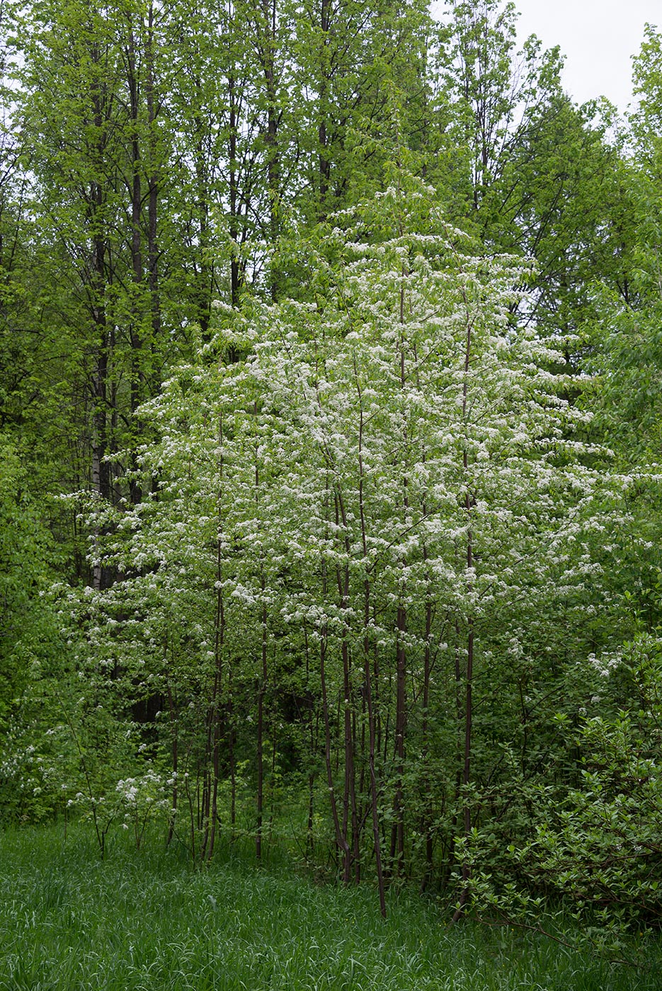 Image of Cerasus pensylvanica specimen.