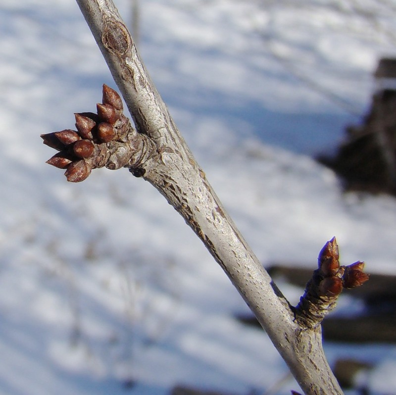 Image of Prunus cerasifera specimen.