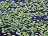 род Trapa. Водные растения. Приморье, окр. пос. Авангард, водоем. 18.07.2015.