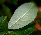 Salix starkeana. Лист (вид на нижню поверхность). Московская обл., Раменский р-н, окр. ж.-д. платформы Хрипань, просека под ЛЭП. 08.06.2016.