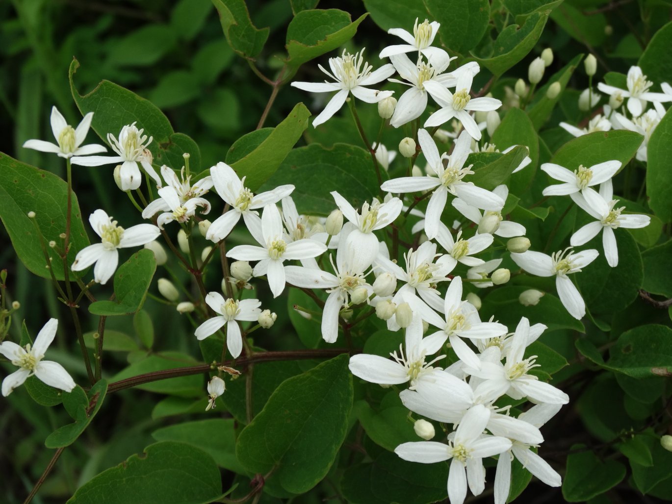 Изображение особи Clematis mandshurica.