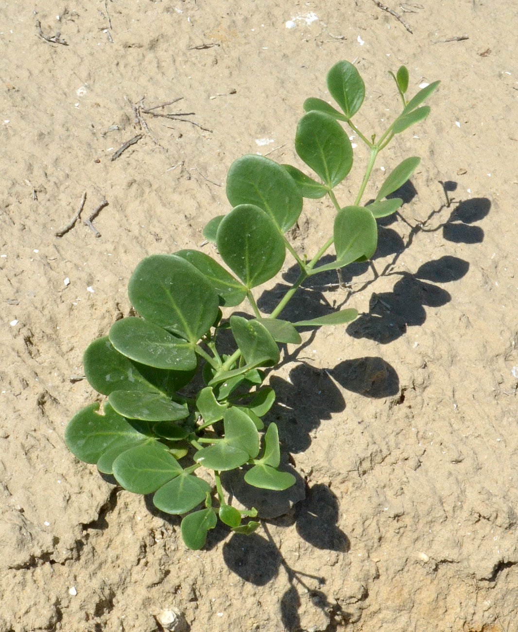 Image of Zygophyllum fabago specimen.