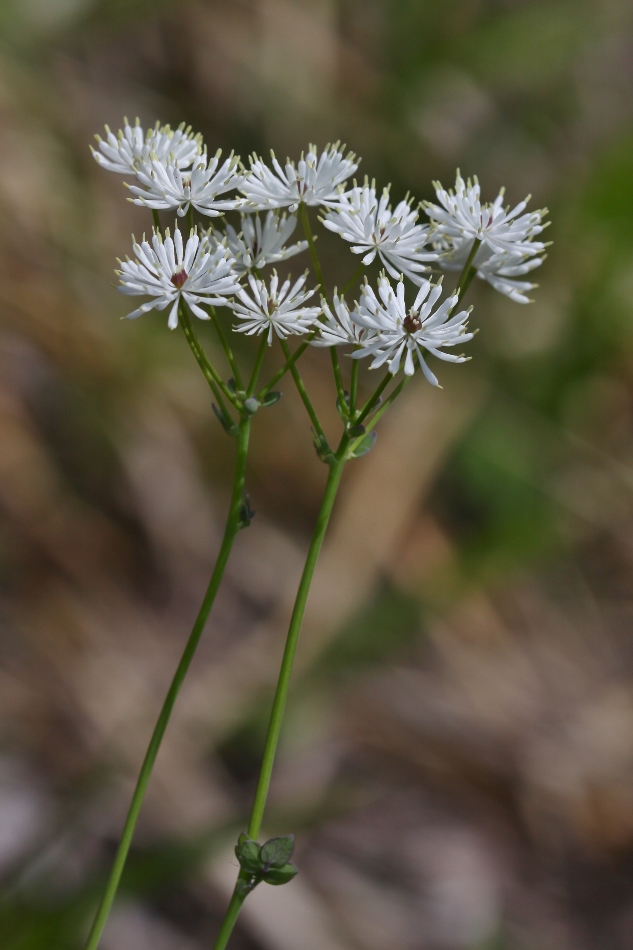 Image of Thalictrum petaloideum specimen.