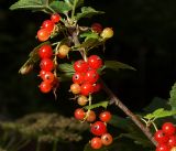 Ribes rubrum