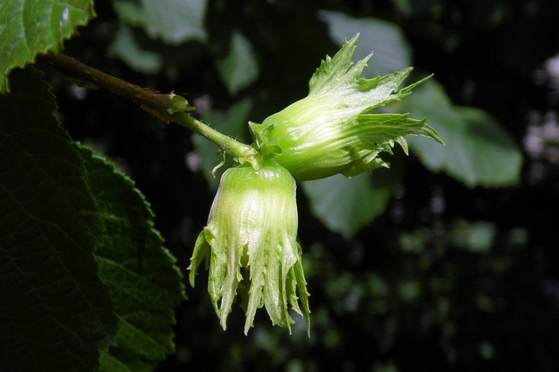 Изображение особи Corylus avellana.