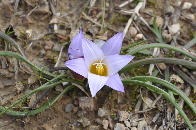 Изображение особи Romulea bulbocodium.