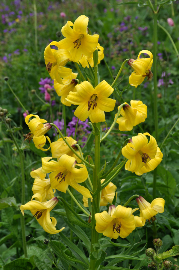 Изображение особи Lilium monadelphum.