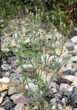 Senecio viscosus