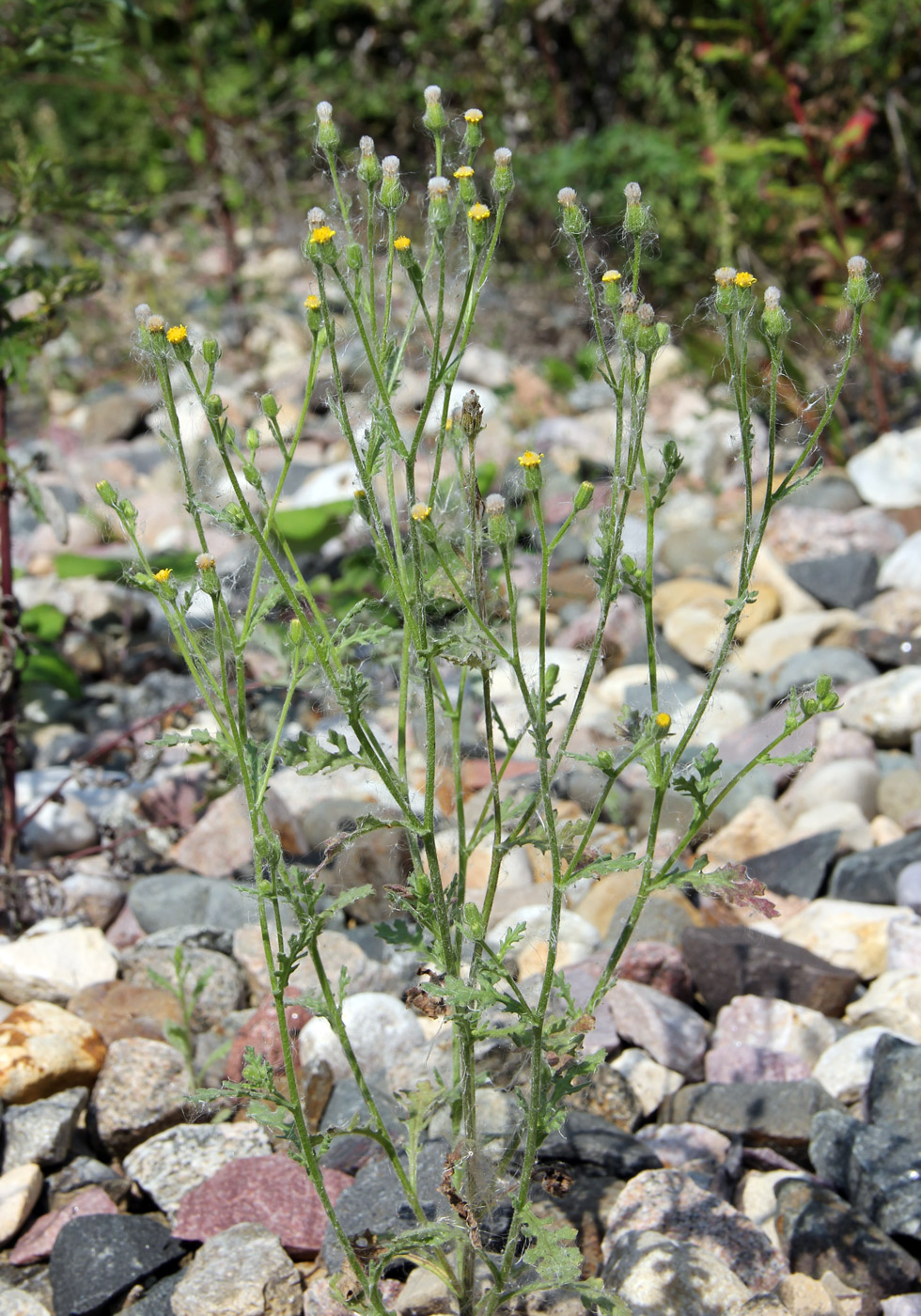 Изображение особи Senecio viscosus.