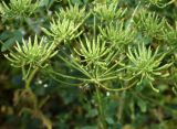Oedibasis platycarpa